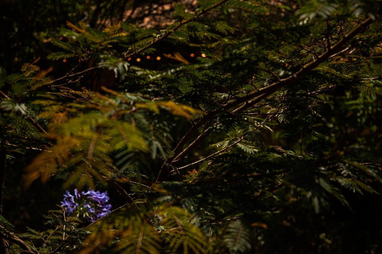 Clavellino House En Villa De Leyva - Tranquilidad Y Naturaleza En Reserva Natural Urbana! エクステリア 写真